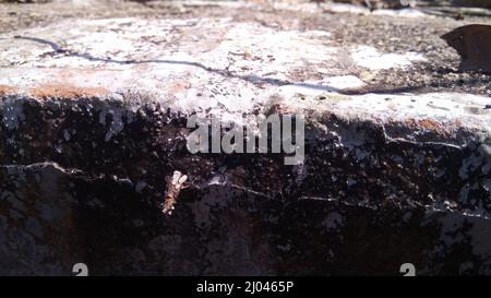 Strana insetto con un bozzolo o guscio protettivo, più cool Camouflage Insect, Bhadrak, Odisha, India Foto Stock