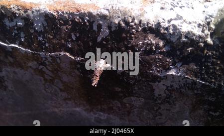 Strana insetto con un bozzolo o guscio protettivo, più cool Camouflage Insect, Bhadrak, Odisha, India Foto Stock