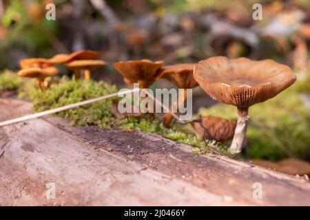 Funghi miele agarici crescono sulla terra, nell'erba nella foresta, Russia. Ora di autunno Foto Stock