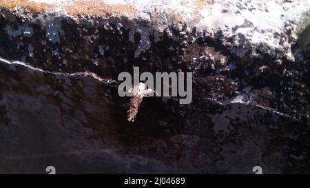 Strana insetto con un bozzolo o guscio protettivo, più cool Camouflage Insect, Bhadrak, Odisha, India Foto Stock