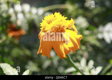 Fiore del tagete Foto Stock