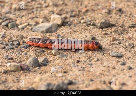 Il grande cingolato di cingolato spesso attraverso la sabbia della terra nella foresta Foto Stock