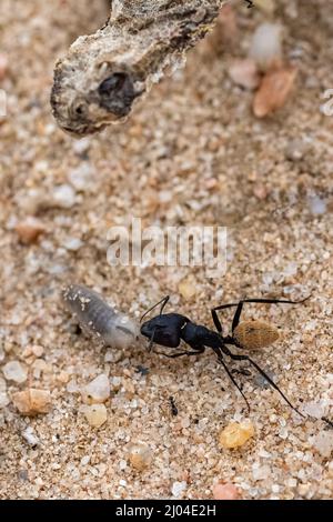 Namibia formica che mangia un verme, con la testa di un serpente morto, vipera cornata sahariana, in background, ciclo di vita Foto Stock