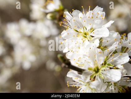 Primo piano della fioritura di Blackthorn (Prunus spinosa) all'inizio della primavera nei Paesi Bassi. Copiare lo spazio a sinistra. Foto Stock