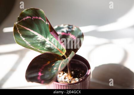 Calathea roseopicta Dottie, Rosy foglia rosa primo piano sul davanzale in luce solare brillante con ombre. Casa in vaso piante, verde arredamento casa, cura e. Foto Stock