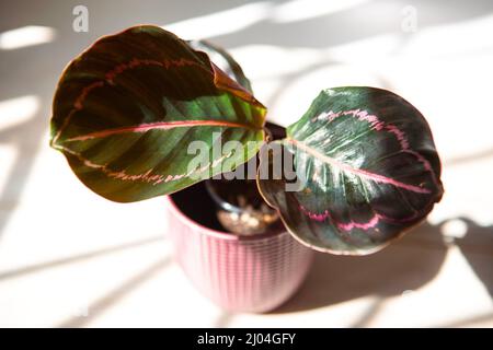 Calathea roseopicta Dottie, Rosy foglia rosa primo piano sul davanzale in luce solare brillante con ombre. Casa in vaso piante, verde arredamento casa, cura e. Foto Stock