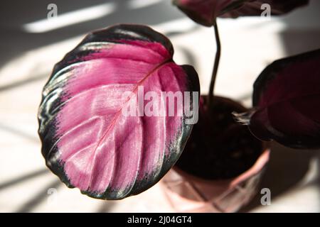 Calathea roseopicta Dottie, Rosy foglia rosa primo piano sul davanzale in luce solare brillante con ombre. Casa in vaso piante, verde arredamento casa, cura e. Foto Stock