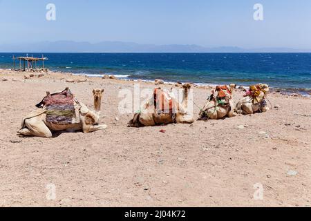 Cammelli caravan riposati vicino al Mar Rosso, Egitto Dahab Sinai Sud Foto Stock