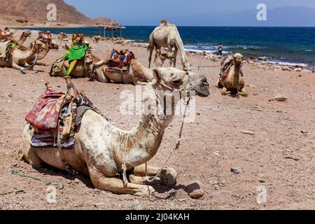 Cammelli caravan riposati vicino al Mar Rosso, Egitto Dahab Sinai Sud Foto Stock