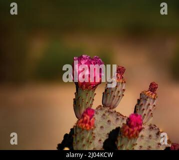 Hedgehog Cactus Blossoms in primavera Foto Stock