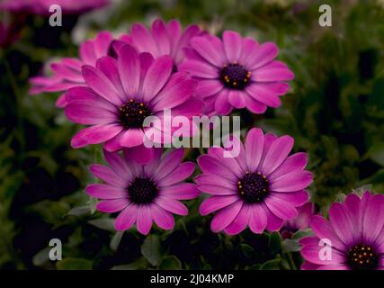 Margherite africane in piena fioritura Foto Stock