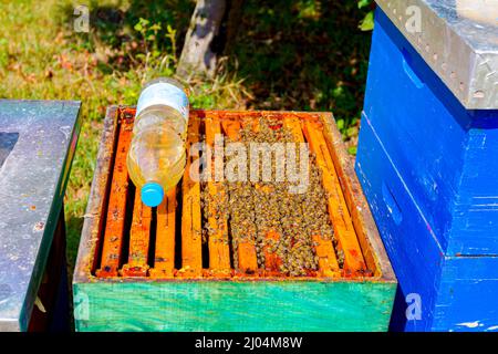 Al di sopra di vista su aperto alveare api sono strisciare lungo l'alveare su honeycomb telaio in legno. Foto Stock