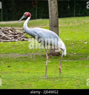 La gru Sarus, Grus antigone è un grande non-gru migratori trovati in parti del subcontinente indiano, sud-est asiatico e Australia. Foto Stock