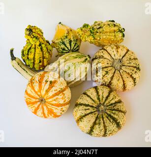 Le zucche ornamentali e decorative sono insolitamente e splendidamente formati membri della famiglia delle zucche, produced.During la stagione crescente autunno e autunno. Foto Stock