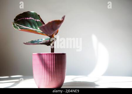 Calathea roseopicta Dottie, Rosy foglia rosa primo piano sul davanzale in luce solare brillante con ombre. Casa in vaso piante, verde arredamento casa, cura e. Foto Stock