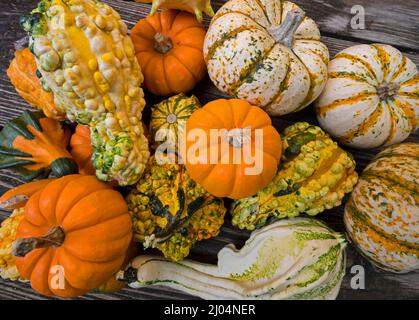 Le zucche ornamentali e decorative sono insolitamente e splendidamente formati membri della famiglia delle zucche, produced.During la stagione crescente autunno e autunno. Foto Stock