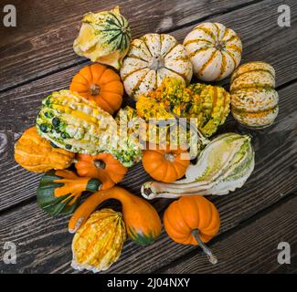 Le zucche ornamentali e decorative sono insolitamente e splendidamente formati membri della famiglia delle zucche, produced.During la stagione crescente autunno e autunno. Foto Stock