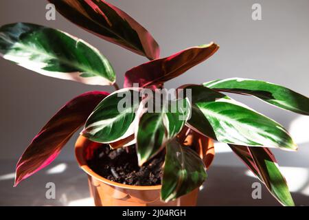 Stromanta rossa - Stromanthe Triostar Tricolor varietà primo piano sul davanzale in luce solare brillante con ombre. Casa in vaso piante, verde Foto Stock