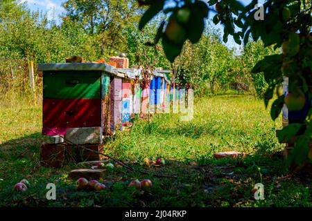 Vista ad angolo basso su legno colourful alveari in una fila sono posti su un prato, api sono volare fuori e tornare a casa all'ingresso dell'alveare. Foto Stock