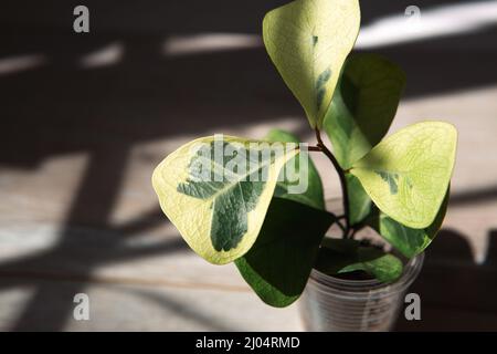 Ficus triangularis crema di cocco varietà in un bicchiere per trapianto primo piano foglia sul davanzale in luce solare brillante con ombre. Casa in vaso Foto Stock