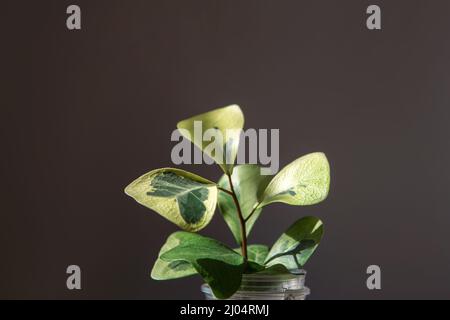 Ficus triangularis crema di cocco varietà in un bicchiere per trapianto primo piano foglia sul davanzale in luce solare brillante con ombre. Casa in vaso Foto Stock