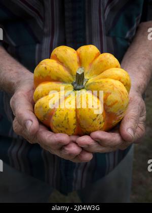 Le zucche ornamentali e decorative sono insolitamente e splendidamente formati membri della famiglia delle zucche, produced.During la stagione crescente autunno e autunno. Foto Stock