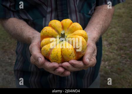 Le zucche ornamentali e decorative sono insolitamente e splendidamente formati membri della famiglia delle zucche, produced.During la stagione crescente autunno e autunno. Foto Stock