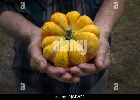 Le zucche ornamentali e decorative sono insolitamente e splendidamente formati membri della famiglia delle zucche, produced.During la stagione crescente autunno e autunno. Foto Stock