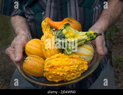 Le zucche ornamentali e decorative sono insolitamente e splendidamente formati membri della famiglia delle zucche, produced.During la stagione crescente autunno e autunno. Foto Stock