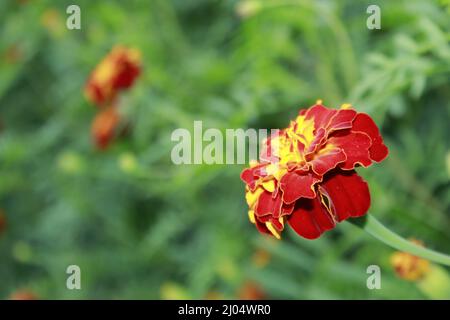 Tagetes di fiori marigold luminosi, primo piano. Foto macro di un fiore con petali rossi. Foto Stock