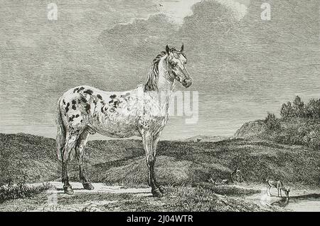 Cavallo di Piebald. Paulus Potter (Olanda, Enkhuizen, 1625-1654). Olanda, 1653. Stampe; incisioni. Acquaforte Foto Stock