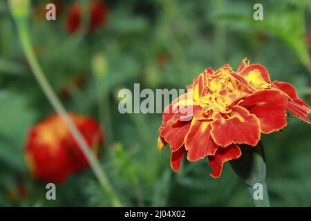 Tagetes di fiori marigold luminosi, primo piano. Foto macro di un fiore con petali rossi. Foto Stock