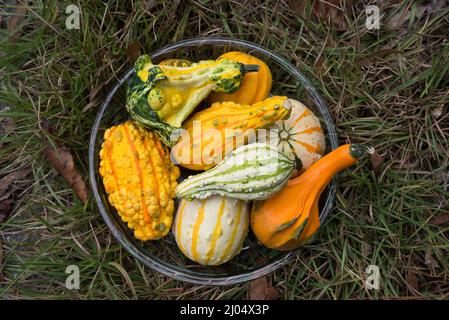 Le zucche ornamentali e decorative sono insolitamente e splendidamente formati membri della famiglia delle zucche, produced.During la stagione crescente autunno e autunno. Foto Stock