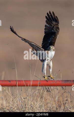 Messa a fuoco verticale poco profonda di un falco dalla coda rossa che atterra su una recinzione metallica Foto Stock
