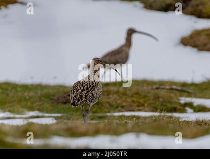 Un paio di Curlew (Numenius arquata), nella neve, in una Glen scozzese. REGNO UNITO Foto Stock