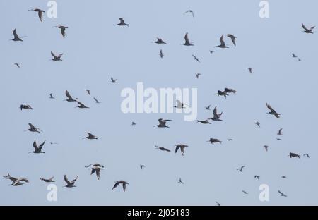 Una vista insolita. Un gregge di molti Curlew (Numenius arquata) che volano contro il cielo sulla costa del Suffolk UK Foto Stock