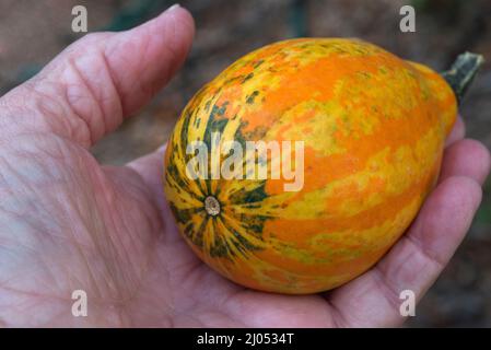 Le zucche ornamentali e decorative sono insolitamente e splendidamente formati membri della famiglia delle zucche, produced.During la stagione crescente autunno e autunno. Foto Stock