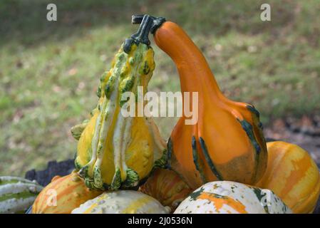 Le zucche ornamentali e decorative sono insolitamente e splendidamente formati membri della famiglia delle zucche, produced.During la stagione crescente autunno e autunno. Foto Stock