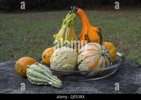 Le zucche ornamentali e decorative sono insolitamente e splendidamente formati membri della famiglia delle zucche, produced.During la stagione crescente autunno e autunno. Foto Stock