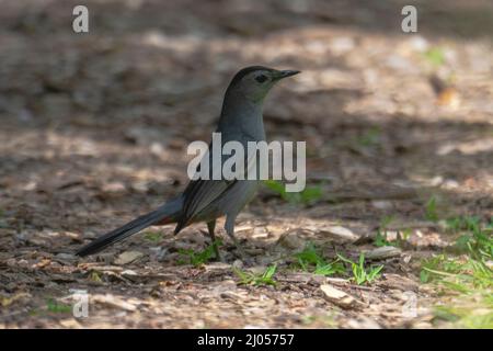 Un catbird grigio a terra. Foto Stock