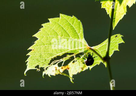 Un fagiolo giapponese è appeso sotto una foglia di uva selvaggia mentre si nutriva distruttivamente su di essa. Foto Stock