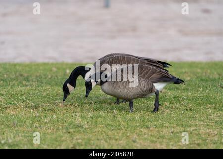 Canada oche prese vicino prato e lago Foto Stock