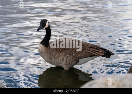 Canada oche prese vicino prato e lago Foto Stock