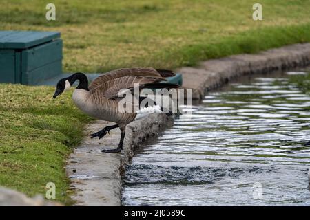 Canada oche prese vicino prato e lago Foto Stock