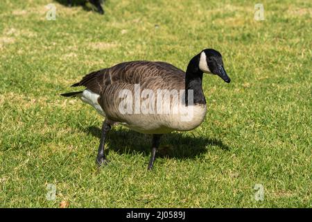 Canada oche prese vicino prato e lago Foto Stock