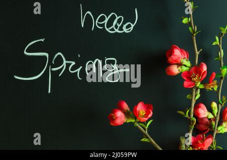 'ciao primavera' scritto con gesso bianco su lavagna Foto Stock