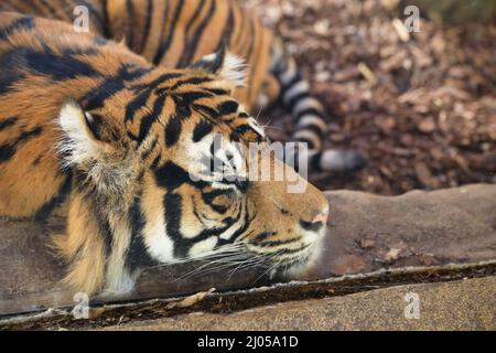 ASIM, tigre maschile Sumatran, che dorme nel suo recinto allo Zoo di Londra, Regno Unito Foto Stock