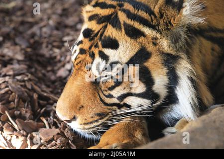 ASIM, tigre maschile Sumatran, che dorme nel suo recinto allo Zoo di Londra, Regno Unito Foto Stock