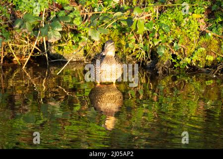 Una sola femmina di anatra di Mallard (Anas platyrhynchos) si erge nel fiume con un riflesso Foto Stock