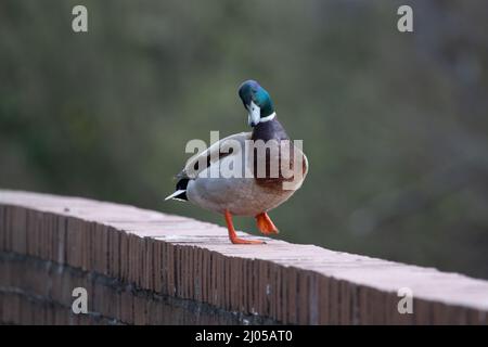 Un'anatra di Mallard maschio (Anas platyrhynchos) in piedi con un piede sollevato sopra un muro di mattone con uno sfondo verde naturale Foto Stock